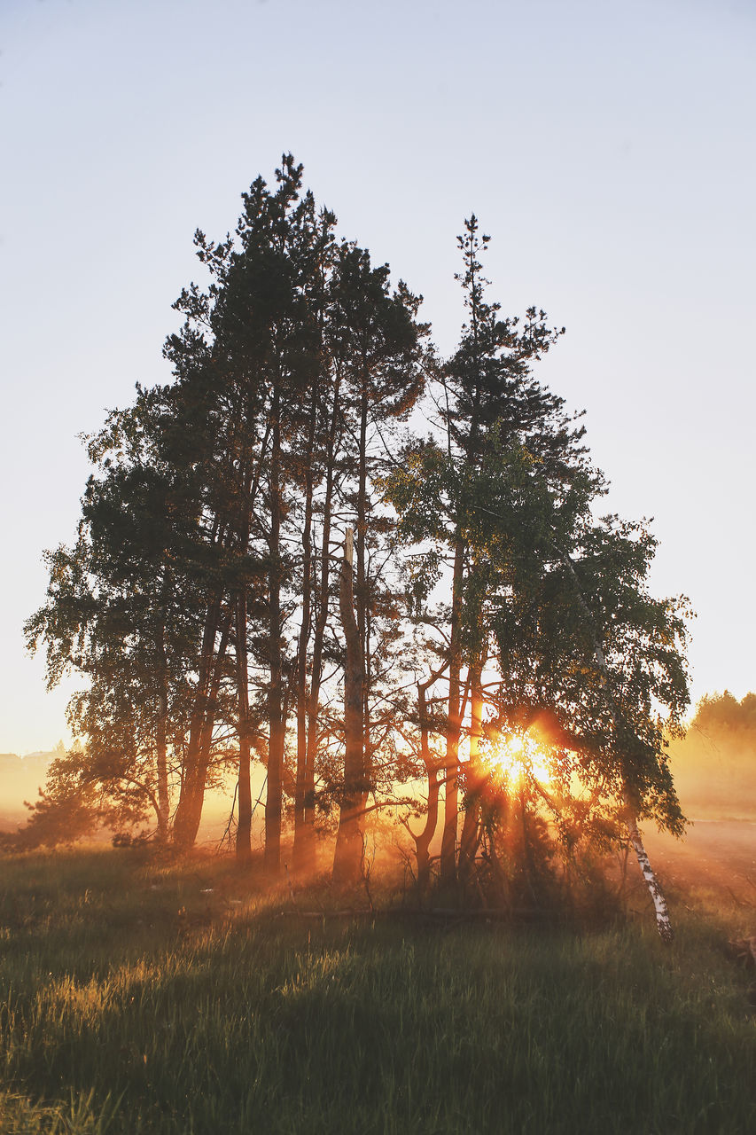 plant, sky, tree, beauty in nature, tranquility, field, land, tranquil scene, growth, nature, grass, sunset, environment, landscape, scenics - nature, sunlight, non-urban scene, clear sky, no people, outdoors, lens flare, bright