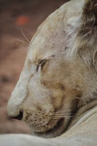 Lion sleeping