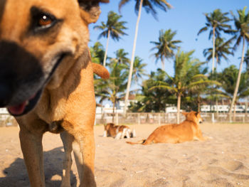 View of a dog looking away