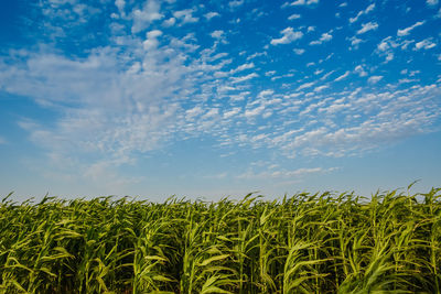 Close-up of crops in field against sky