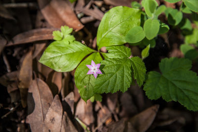 Close-up of green leaves on plant