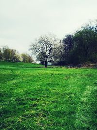 Trees on field against clear sky