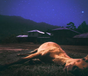 View of an animal on field against sky at night