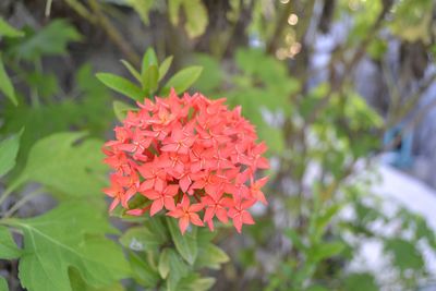 Close-up of flower blooming outdoors