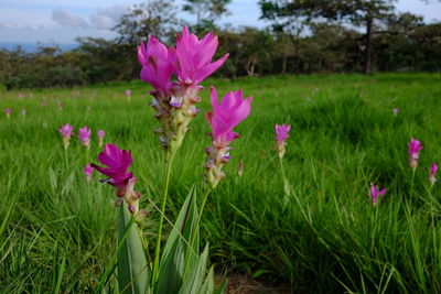 Close-up of pink crocus flowers blooming on field