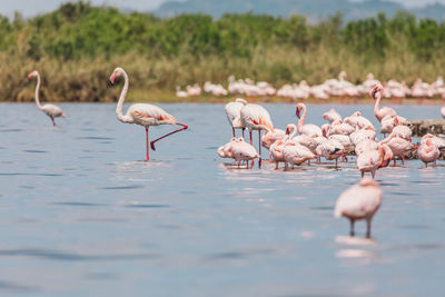 Flamingos in lake