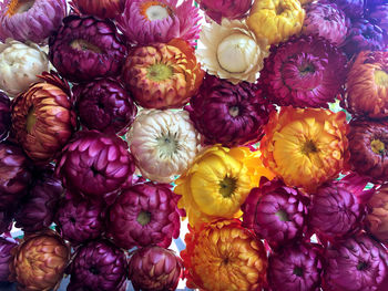 Full frame shot of various flowers in market