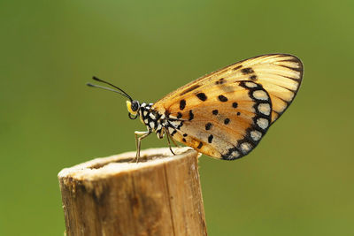 Close-up of butterfly perching on leaf