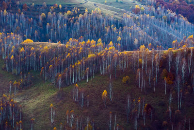 High angle view of pine trees in forest