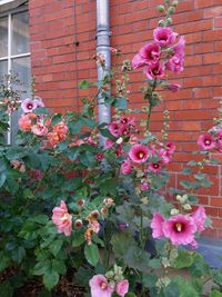 Pink flowers blooming outdoors