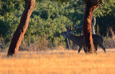 Deer in a forest