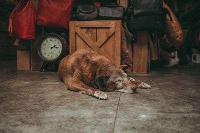 Dog sleeping on floor