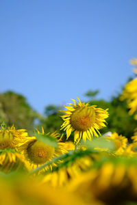 Close-up of yellow flowering plant against clear sky