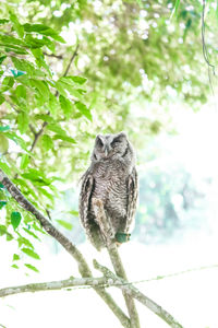 Close-up portrait of owl perching on tree against sky