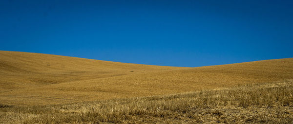 Scenic view of field against clear blue sky