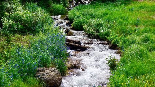 Scenic view of waterfall in forest