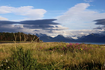 Scenic view of field against sky