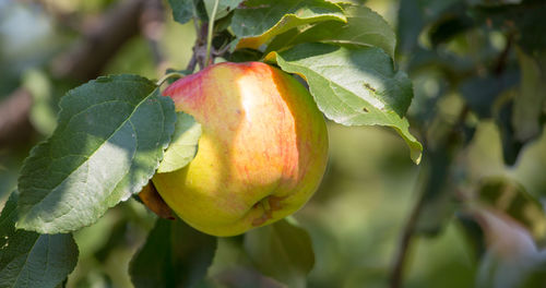 Close-up of apple growing on tree