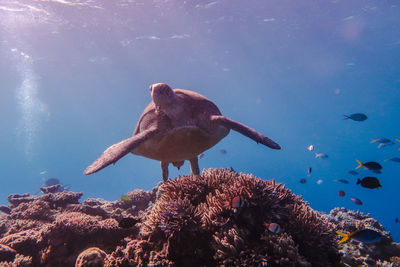 Fish swimming in sea