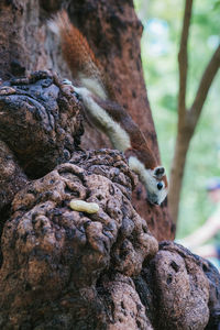 Squirrel on tree trunk