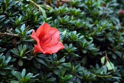 Close-up of red flower