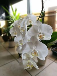 Close-up of white flowers