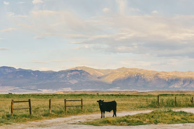 Horse standing in a field