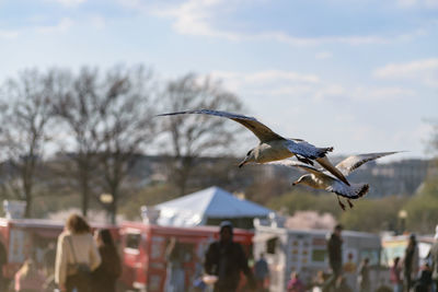 Seagulls flying in the sky