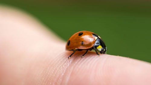 Cropped image of hand with ladybug