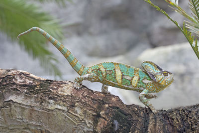 Close-up of chameleon on branch