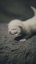 Close-up of kitten at home