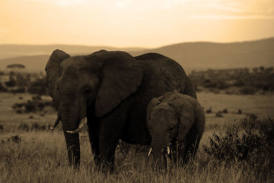 View of elephant on field during sunset