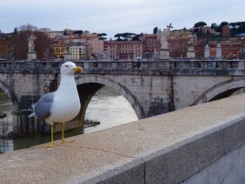 Seagull perching on retaining wall against canal