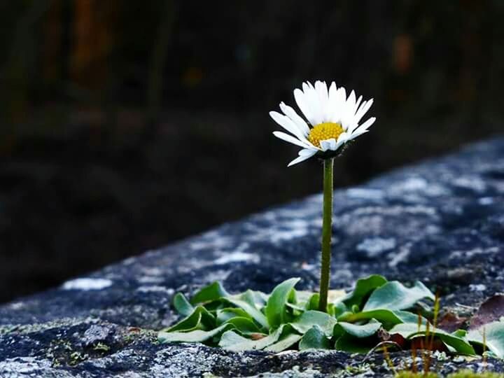 flower, fragility, petal, flower head, freshness, white color, growth, single flower, plant, beauty in nature, blooming, focus on foreground, nature, close-up, stem, pollen, in bloom, day, outdoors, leaf