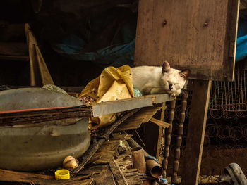 Cat sleeping in a dog