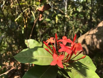 Close-up of red flowers blooming outdoors