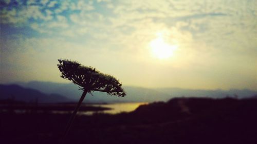 Close-up of plant against sunset