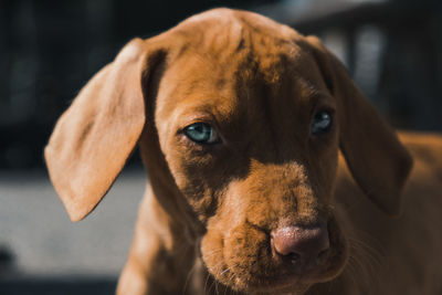 Close-up portrait of dog