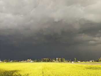 Scenic view of agricultural field against sky