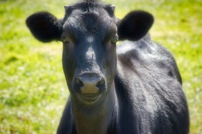 Close-up portrait of a horse on field