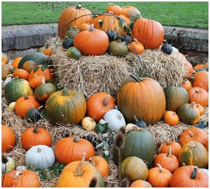 Pumpkins in market