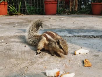 View of squirrel on ground