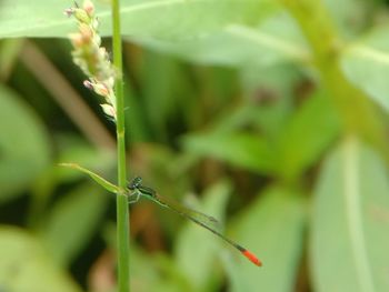 Close-up of dragonfly on plant