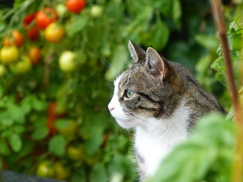 Close-up of cat