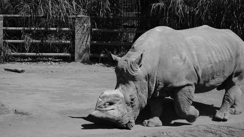 Rhinoceros at zoo