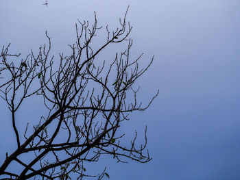 Low angle view of bare tree against clear sky