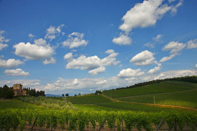 Scenic view of agricultural field against sky