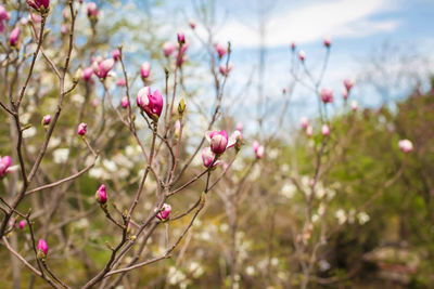 Close-up of pink flowering plant against sky