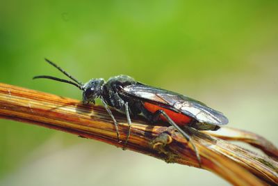 Close-up of insect