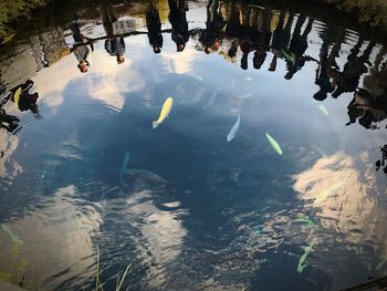 High angle view of fish swimming in water